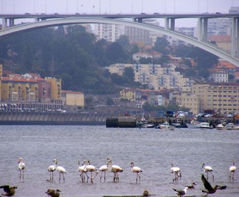 Porto Arrabida Gaia, Big Comfortable, 4Or6 Pax, Ground Floor Vila Nova de Gaia Eksteriør billede
